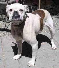 Bulldog Dogs for adoption in Yucaipa, CA, USA