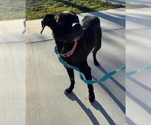 Beagle-Unknown Mix Dogs for adoption in San Martin, CA, USA