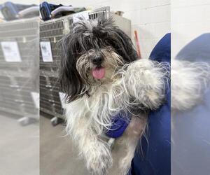 Shih Tzu Dogs for adoption in Forestville, MD, USA