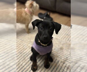 Mutt Dogs for adoption in Evansville, IN, USA