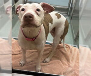 American Pit Bull Terrier-Unknown Mix Dogs for adoption in Plano, TX, USA
