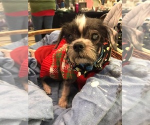 Shih Tzu-Unknown Mix Dogs for adoption in Lockport, NY, USA
