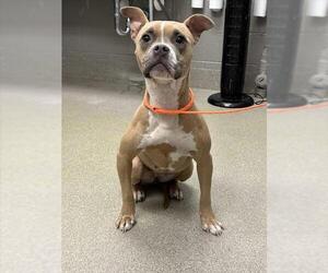 American Pit Bull Terrier-Unknown Mix Dogs for adoption in Las Vegas, NV, USA