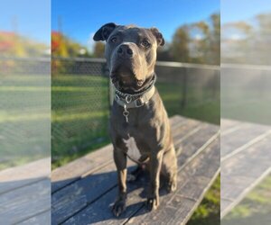 Bulldog Dogs for adoption in Oro Medonte, Ontario, Canada