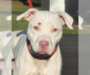 American Pit Bull Terrier Dogs for adoption in Canfield, OH, USA