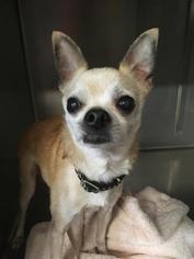 Chihuahua Dogs for adoption in East Brunswick, NJ, USA
