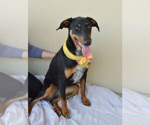 Doberman Pinscher-Unknown Mix Dogs for adoption in McKinney, TX, USA