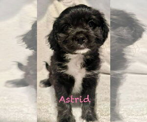 Pug-Unknown Mix Dogs for adoption in Mission Viejo, CA, USA