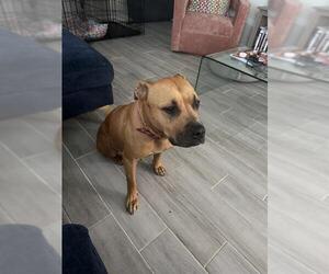 Black Mouth Cur Dogs for adoption in San Antonio, TX, USA