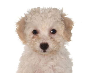 Poodle (Miniature)-Unknown Mix Dogs for adoption in Oakland Park, FL, USA