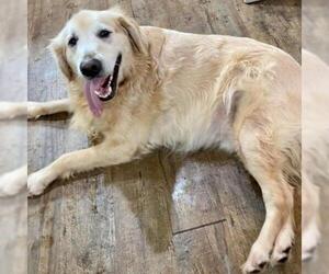 Golden Retriever Dogs for adoption in Kansas City, MO, USA