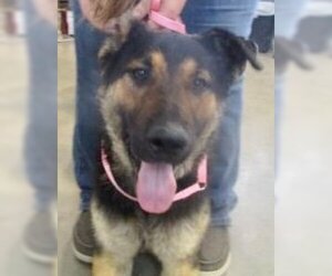 German Shepherd Dog-Unknown Mix Dogs for adoption in Pampa, TX, USA