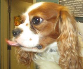 Cavalier King Charles Spaniel Dogs for adoption in Johnson City, TN, USA