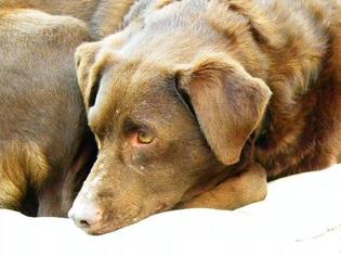 Irish Setter Dogs for adoption in Oneida, KY, USA