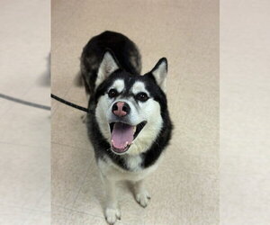Siberian Husky Dogs for adoption in Sugar Land, TX, USA