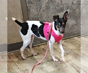 Rat Terrier Dogs for adoption in Atlanta, GA, USA