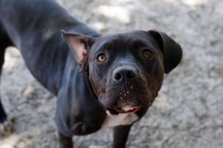 Bullboxer Pit Dogs for adoption in Bertram, TX, USA