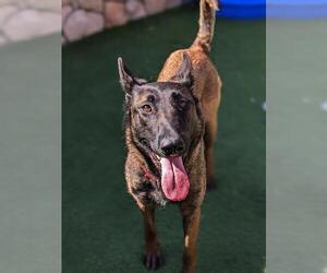 Mutt Dogs for adoption in Sacramento, CA, USA