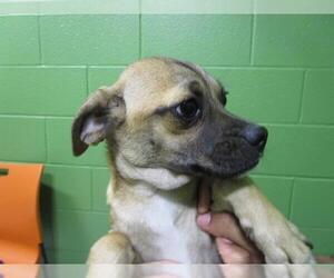 Pug-Unknown Mix Dogs for adoption in Temple, TX, USA