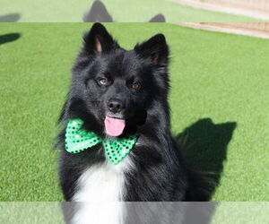 Huskies -Pomeranian Mix Dogs for adoption in Chestertown, MD, USA