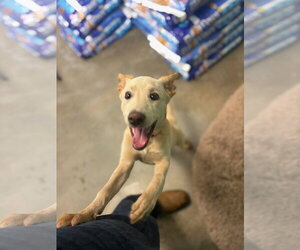 Labrador Retriever-Unknown Mix Dogs for adoption in Sterling, MA, USA