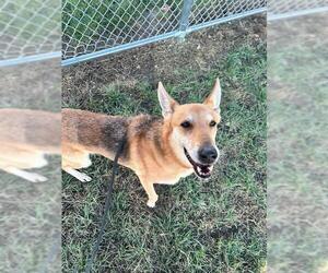Carolina Dog-Unknown Mix Dogs for adoption in Louisville, KY, USA