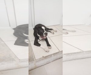 Boxer-Unknown Mix Dogs for adoption in Miami, FL, USA