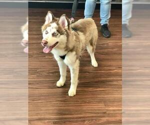 Alaskan Husky Dogs for adoption in Diana , TX, USA