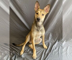 Carolina Dog-Unknown Mix Dogs for adoption in Bryant, AR, USA