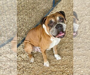 Boxer Dogs for adoption in Austin, TX, USA
