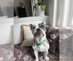 French Bulldog Dogs for adoption in Menifee, CA, USA