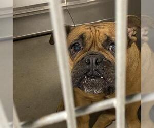 Bulldog-Unknown Mix Dogs for adoption in Modesto, CA, USA