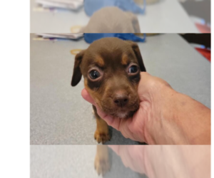 Doxle Dogs for adoption in Aurora, IN, USA