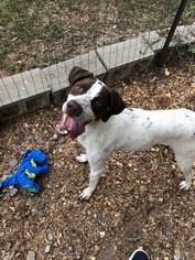Pointer Dogs for adoption in Ellsworth, ME, USA