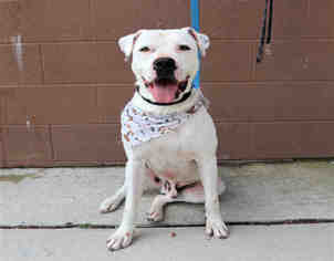 Dogo Argentino Dogs for adoption in Bowling Green, OH, USA