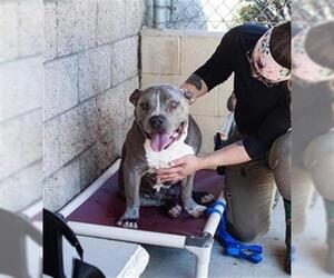 Staffordshire Bull Terrier Dogs for adoption in Santa Barbara, CA, USA