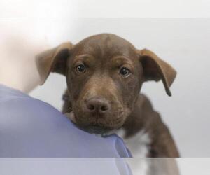 Labrador Retriever-Unknown Mix Dogs for adoption in Mountain Home, AR, USA