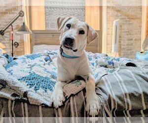 Labrador Retriever Dogs for adoption in Clovis, CA, USA