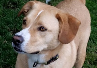 Labrador Retriever-Unknown Mix Dogs for adoption in Broadalbin, NY, USA