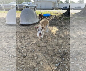 Labsky Dogs for adoption in Corning, AR, USA