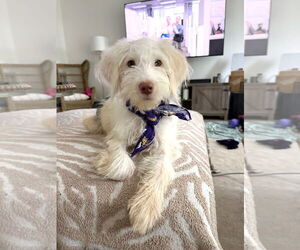 Mutt Dogs for adoption in Arlington, VA, USA