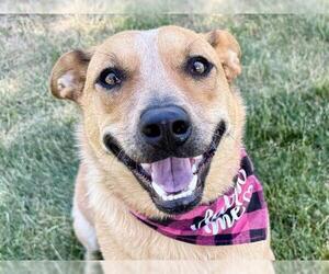Mutt Dogs for adoption in Pueblo, CO, USA