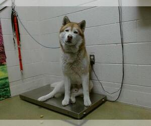 Siberian Husky Dogs for adoption in Moreno Valley, CA, USA