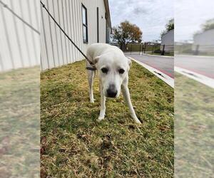Labrenees Dogs for adoption in Temple, TX, USA