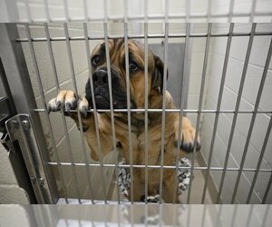 Mastiff Dogs for adoption in Decatur, IL, USA