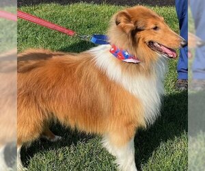 Collie Dogs for adoption in Dublin, OH, USA