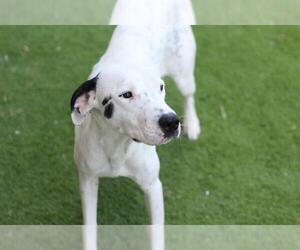 American Staffordshire Terrier-Pointer Mix Dogs for adoption in Grand Prairie, TX, USA