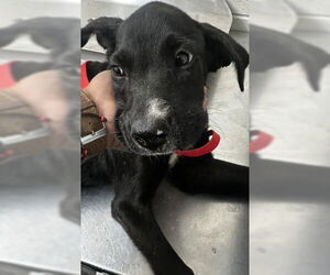 Labrador Retriever-Unknown Mix Dogs for adoption in San Bernardino, CA, USA