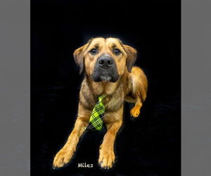 Mutt Dogs for adoption in Hot Springs Village, AR, USA