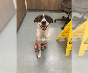 Border Point Dogs for adoption in Baytown, TX, USA